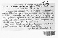 Uredo schanginiae image